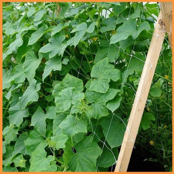 Сетка шпалерная 14*14 1.7*500 метров (белая)