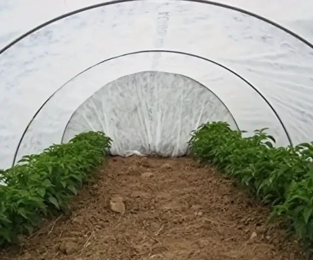 Агроволокно 19 г/м&sup2; 1,6 &times; 50 м Shadow (Чехія) 4% білий спанбонд для городу