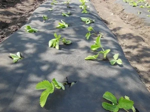 Агроволокно ЧЕРНОЕ с Перфарацией Shadow 2 отверстия, 50 г/м&sup2;, 1.07&times;100 м