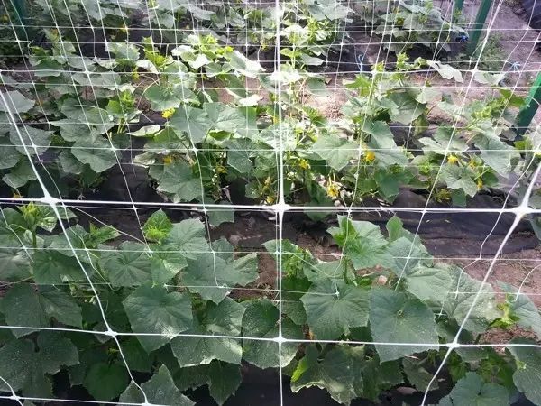 Сітка пластикова 15*18 1,7&times;5 метрів Shadow посилена (біла) огіркова сітка